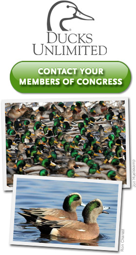 Take Action for the Ducks!