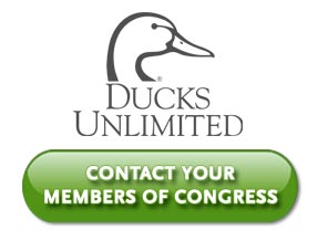 Take Action for the Ducks!